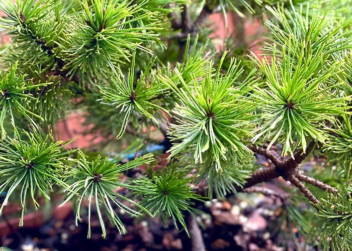 Con Jardin En Apartment